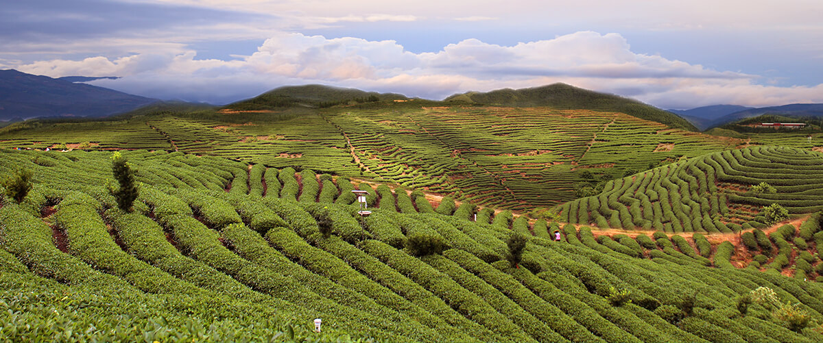 宁德古田茶庄园