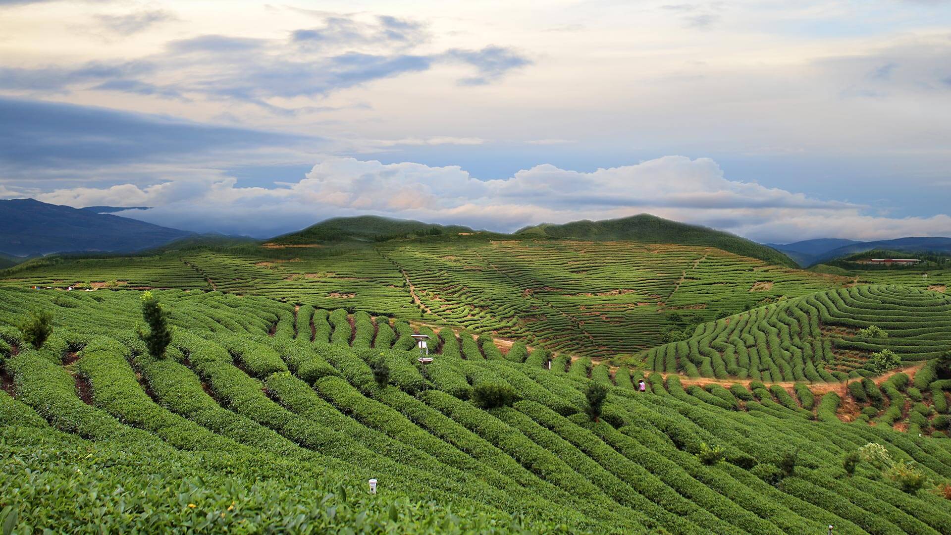 华祥苑红茶庄园