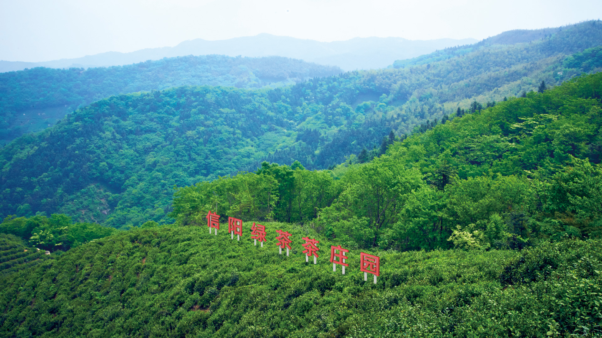 华祥苑绿茶庄园