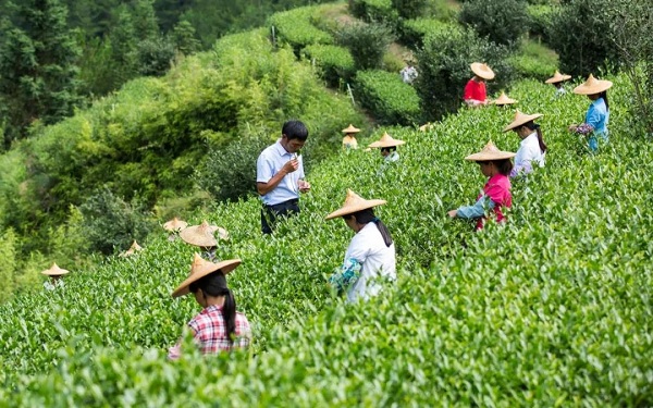 铁观音新茶上市 | 揭秘这泡铁观音为何这么好？